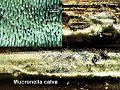 Mucronella calva-amf2092
